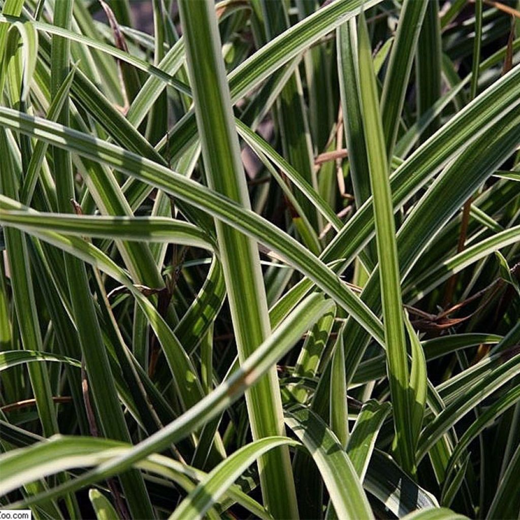 Carex morrowii Variegata - Japanse zegge