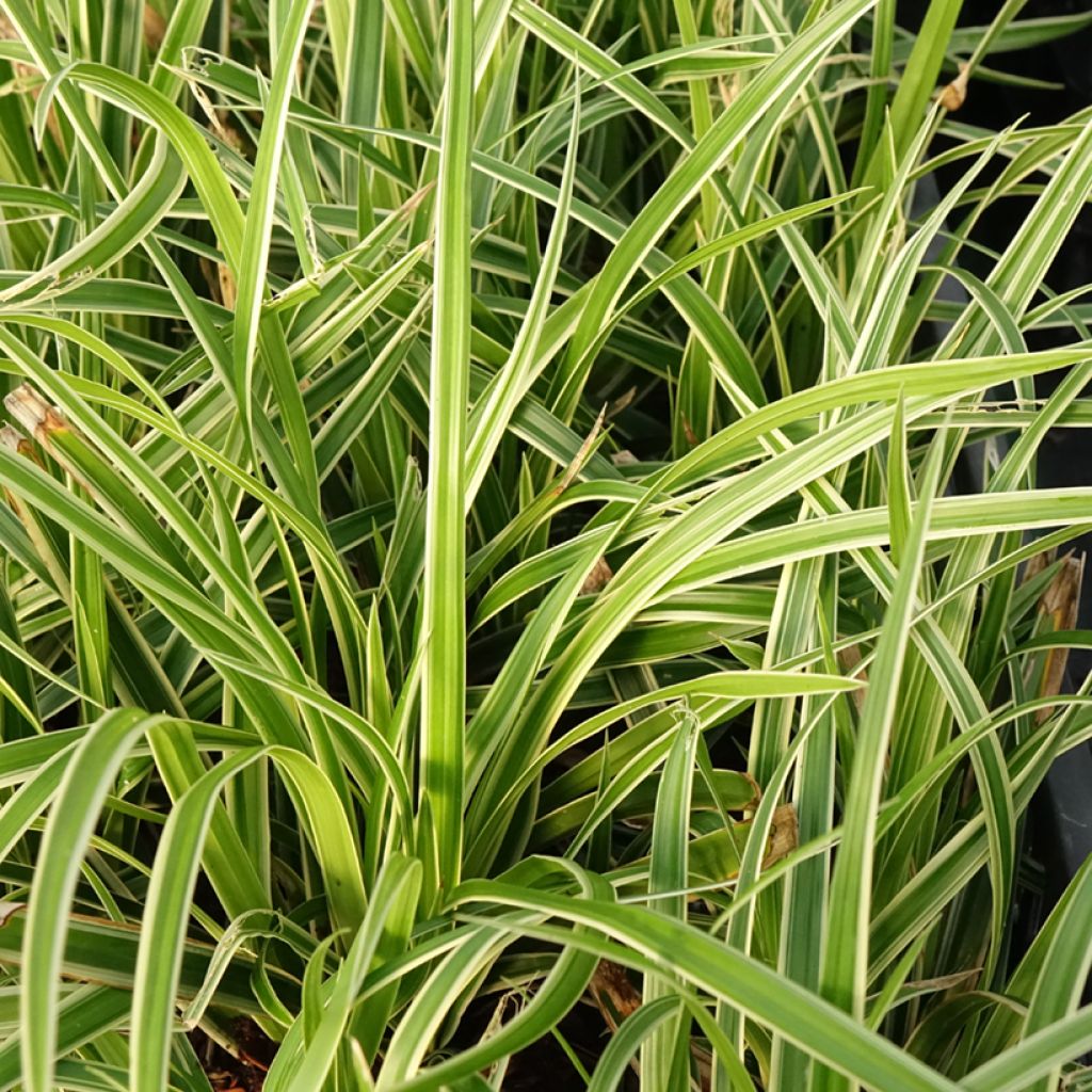 Carex muskingumensis variegata - Palmzegge