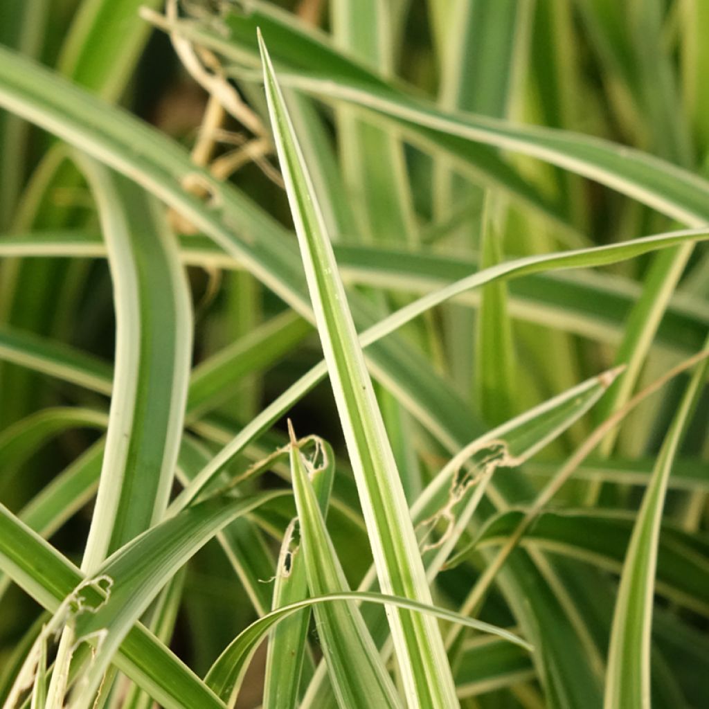Carex muskingumensis variegata - Palmzegge