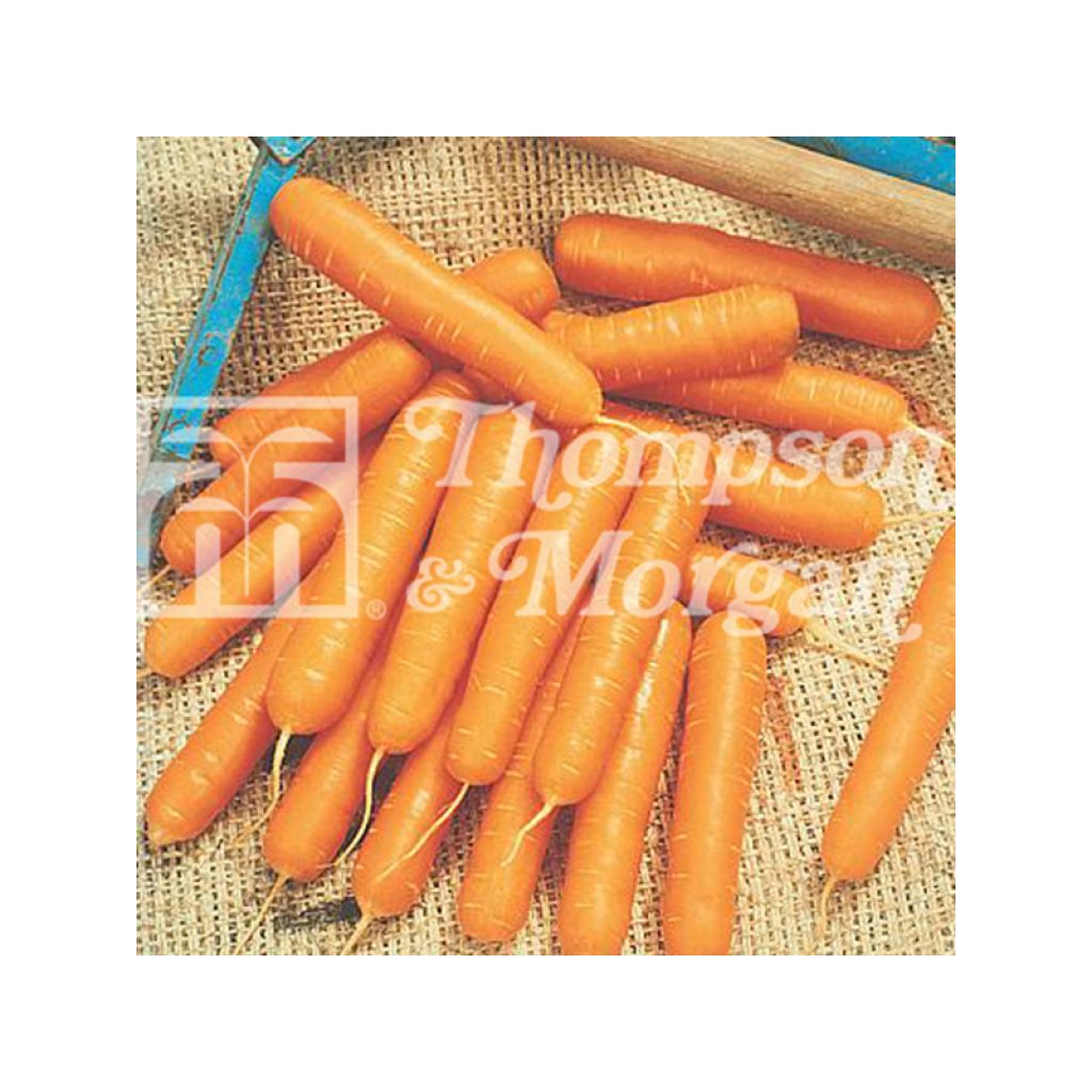 Carotte Nandor F1 - Daucus carota 