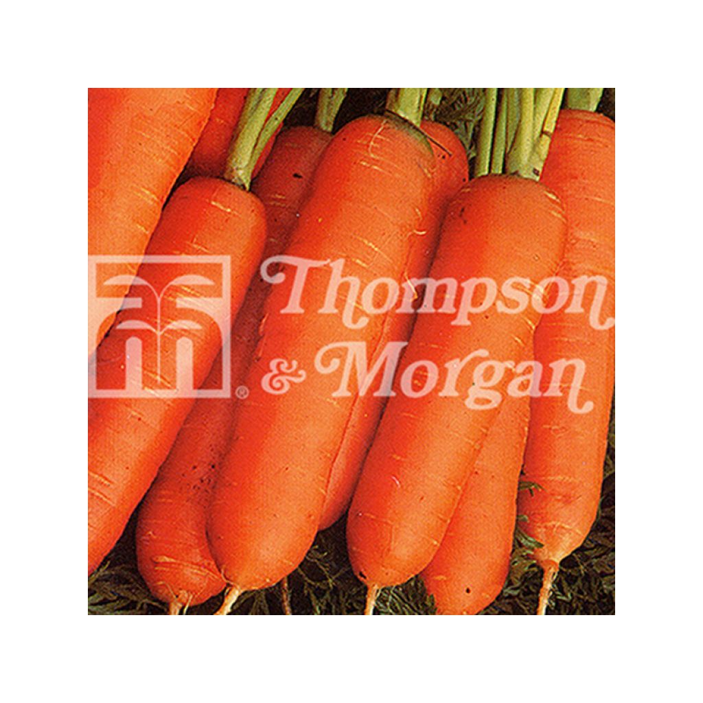 Carotte Nantes 2 - Frubund - Daucus carota 