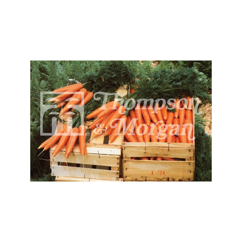 Carotte Primo - Daucus carota 