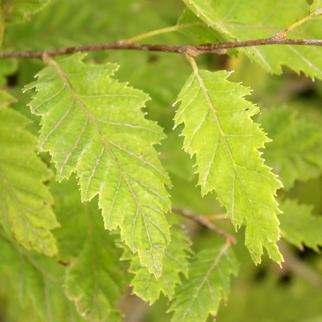 Carpinus betulus Quercifolia - Haagbeuk