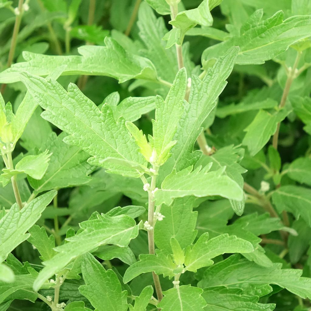 Caryopteris clandonensis Blue Balloon - Blauwe spirea