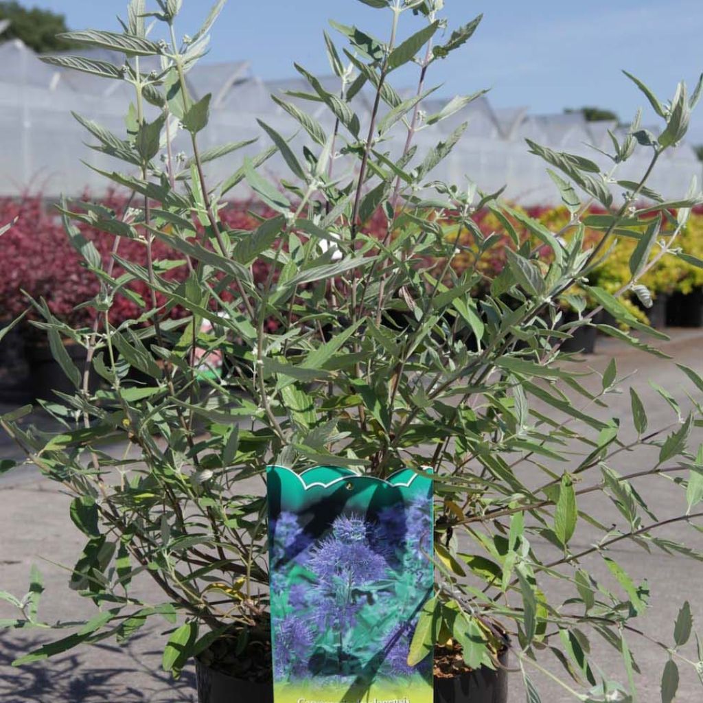 Caryopteris clandonensis Ferndown - Blauwe spirea