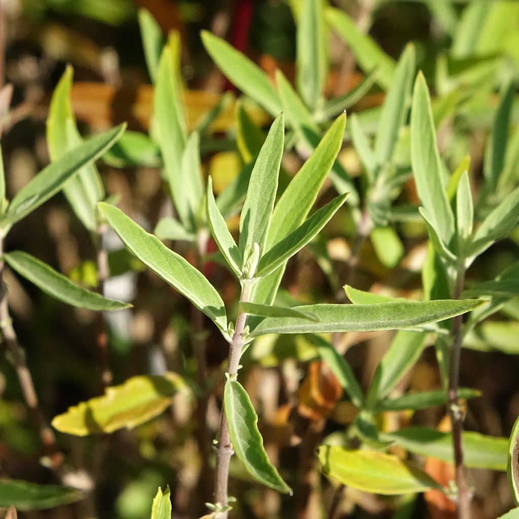 Caryopteris clandonensis Kew Blue - Blauwe spirea