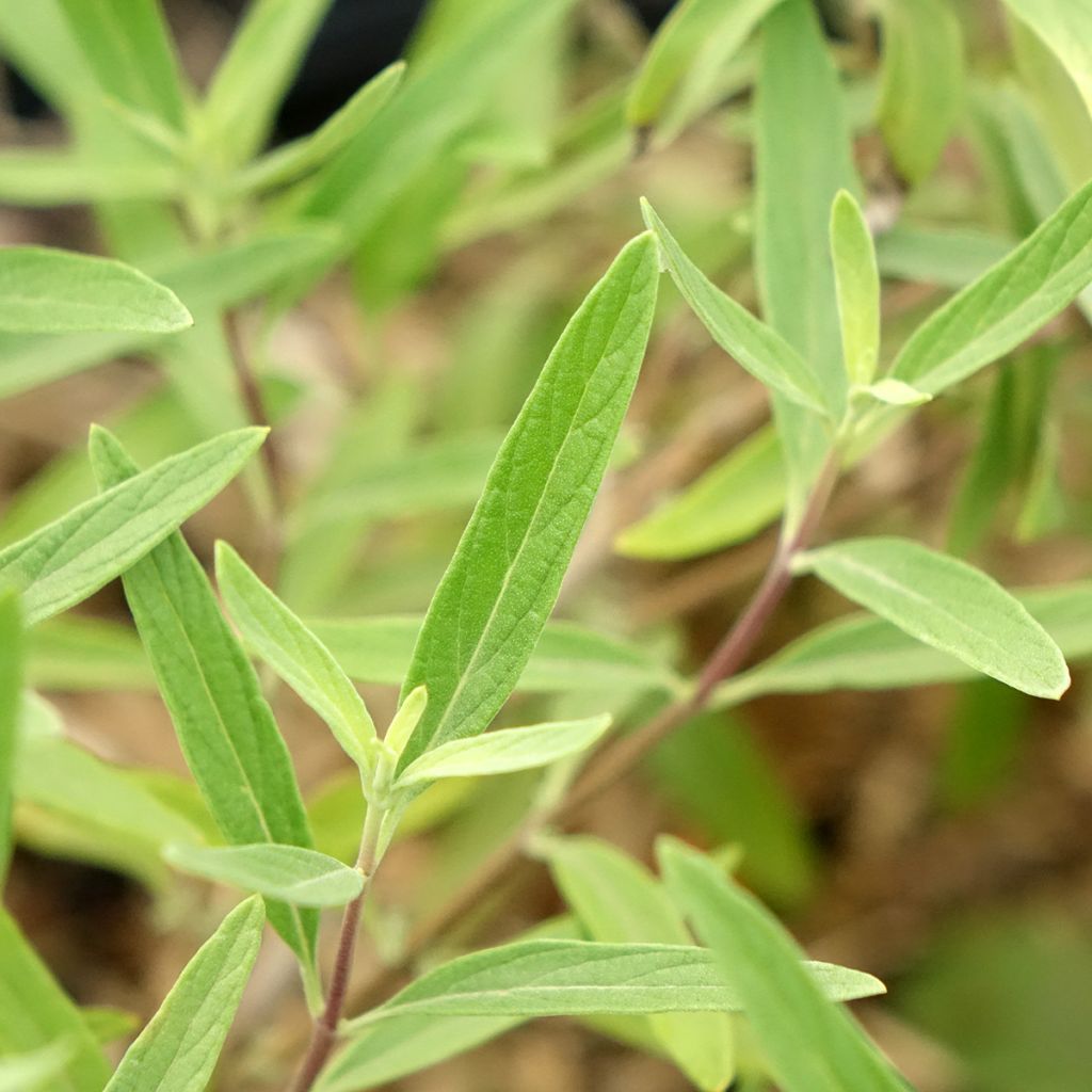 Caryopteris clandonensis Kew Blue - Blauwe spirea