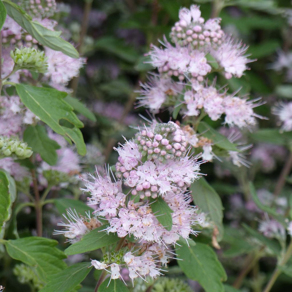 Caryopteris clandonensis Pink Perfection - Blauwe spirea