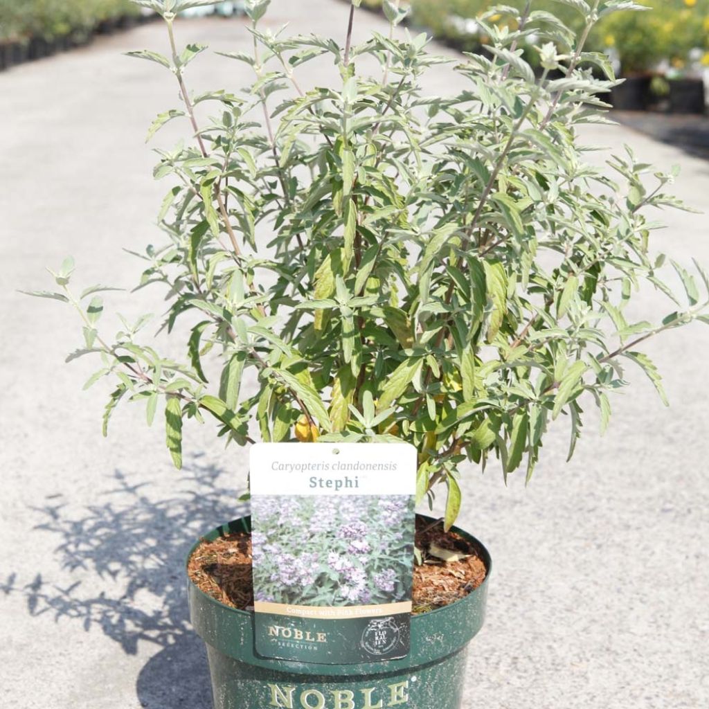 Caryopteris clandonensis Stephi - Blauwe spirea