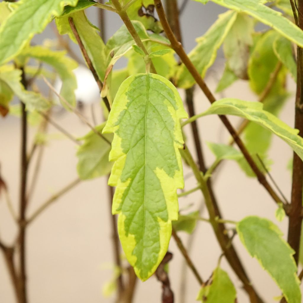 Caryopteris clandonensis Summer Sorbet - Blauwe spirea