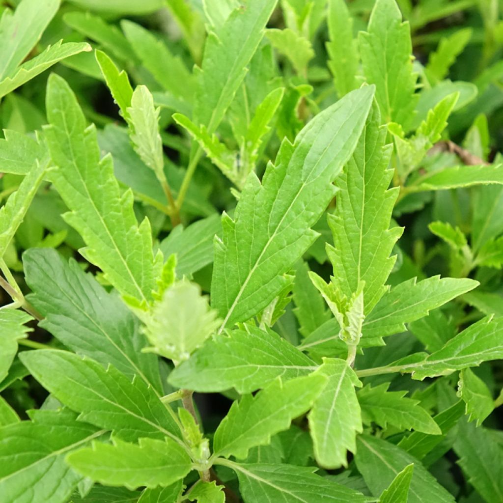 Caryopteris clandonensis Camara Roze - Blauwe spirea