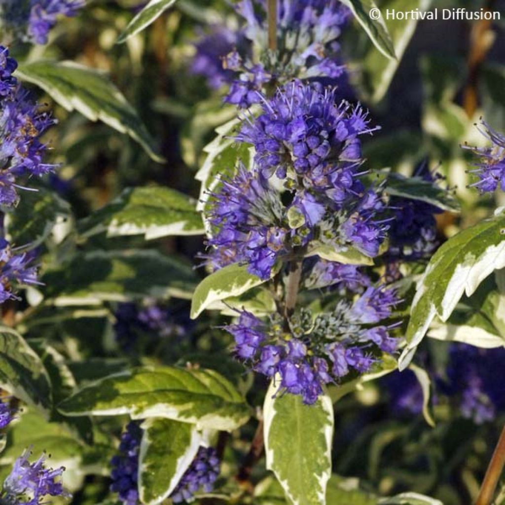 Caryopteris clandonensis White Surprise - Blauwbaard