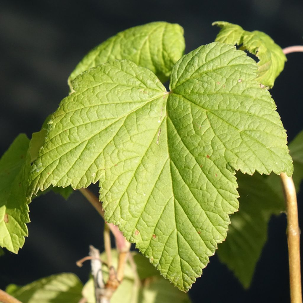 Zwarte bes Andega BIO