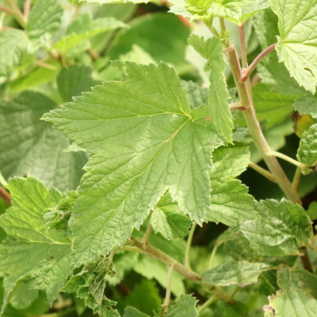 Zwarte bes Cassissima Blackbells