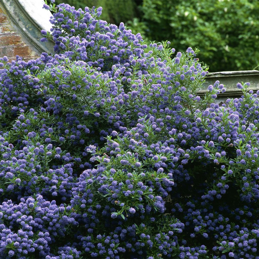 Ceanothus Autumnal Blue - Amerikaanse sering