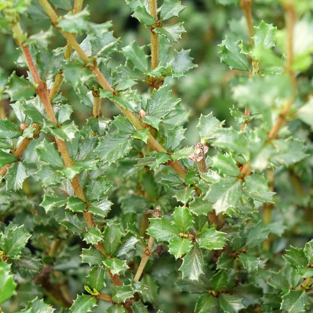Ceanothus impressus Puget Blue - Amerikaanse sering