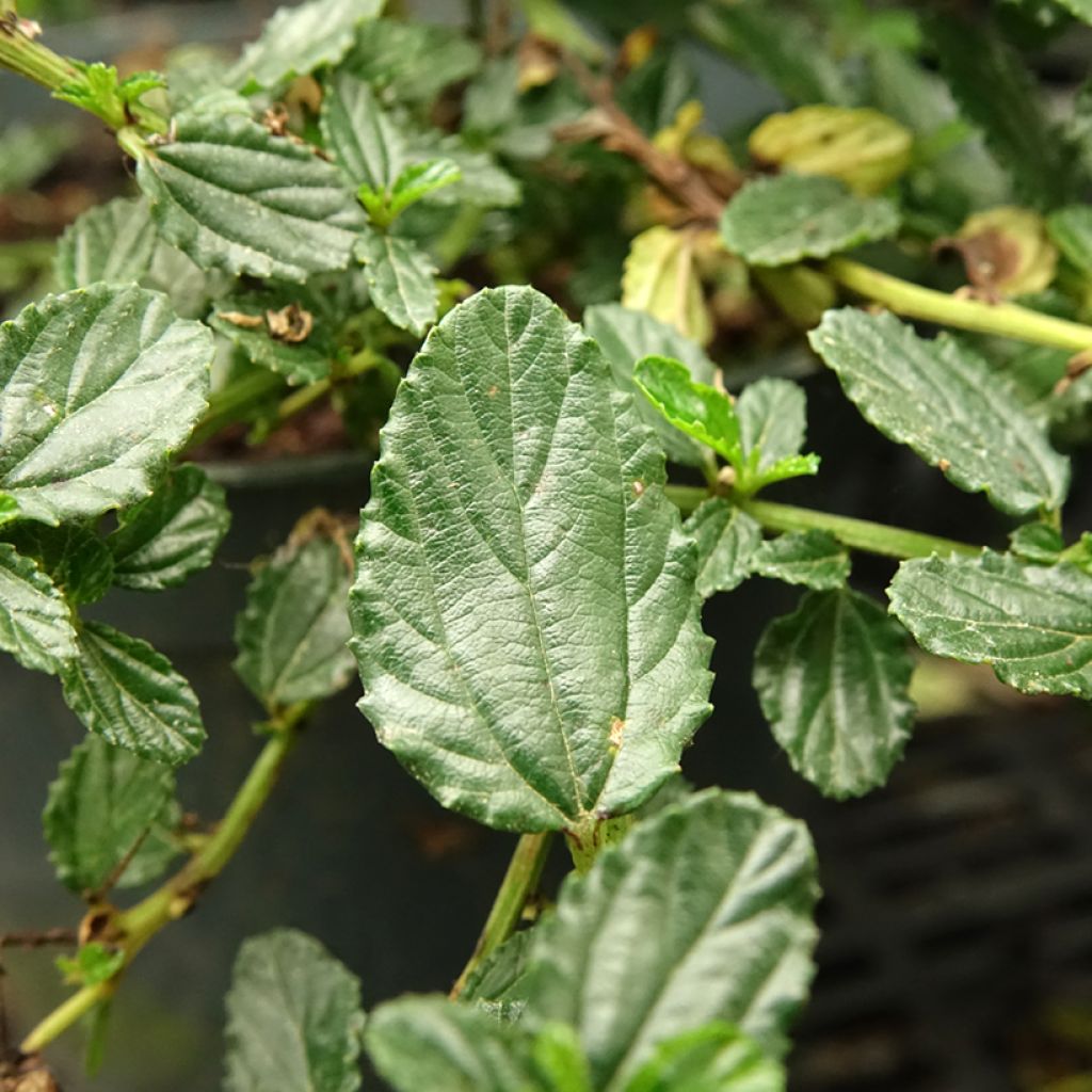 Ceanothus prostratus - Amerikaanse sering