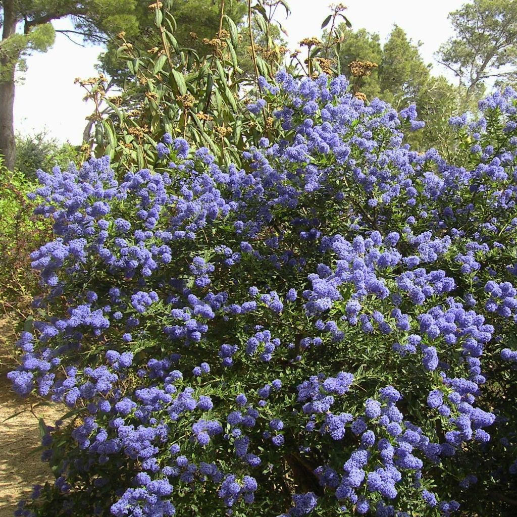 Ceanothus thyrsiflorus Repens - Amerikaanse sering