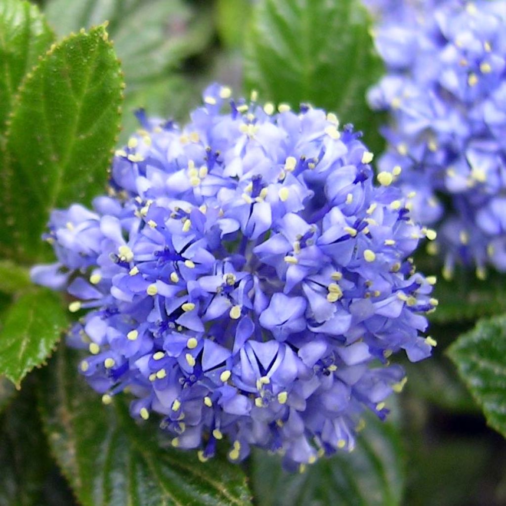 Ceanothus thyrsiflorus Repens - Amerikaanse sering