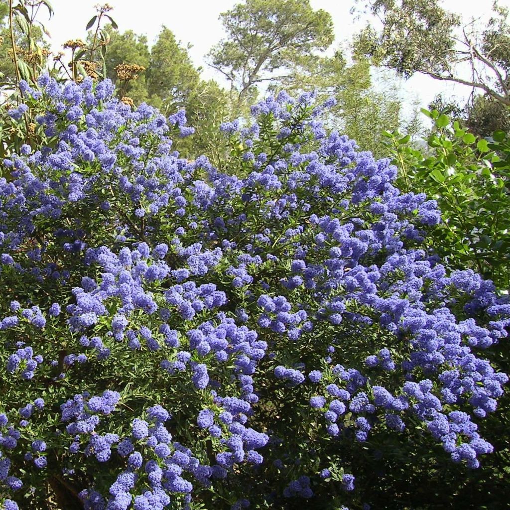 Ceanothus thyrsiflorus Repens - Amerikaanse sering