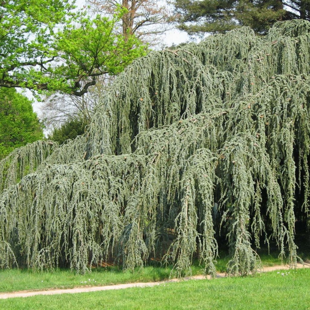 Cedrus libani atlantica Glauca Pendula - Atlasceder