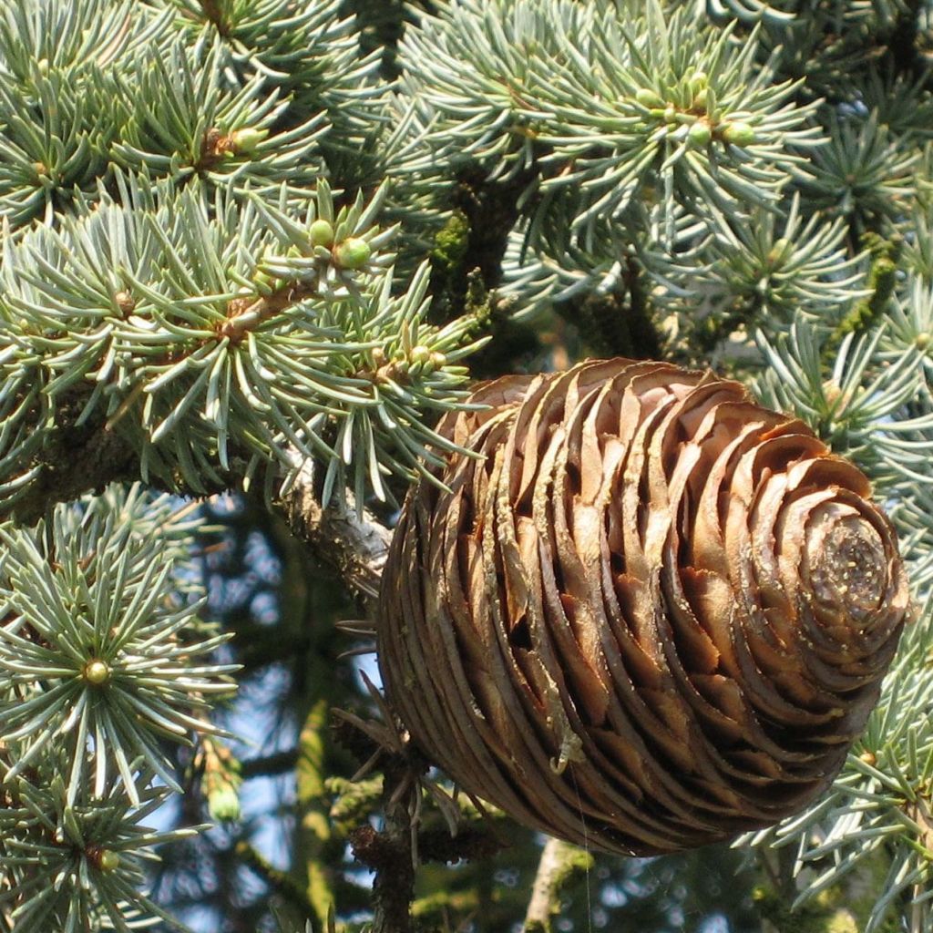 Cedrus libani atlantica Glauca Pendula - Atlasceder