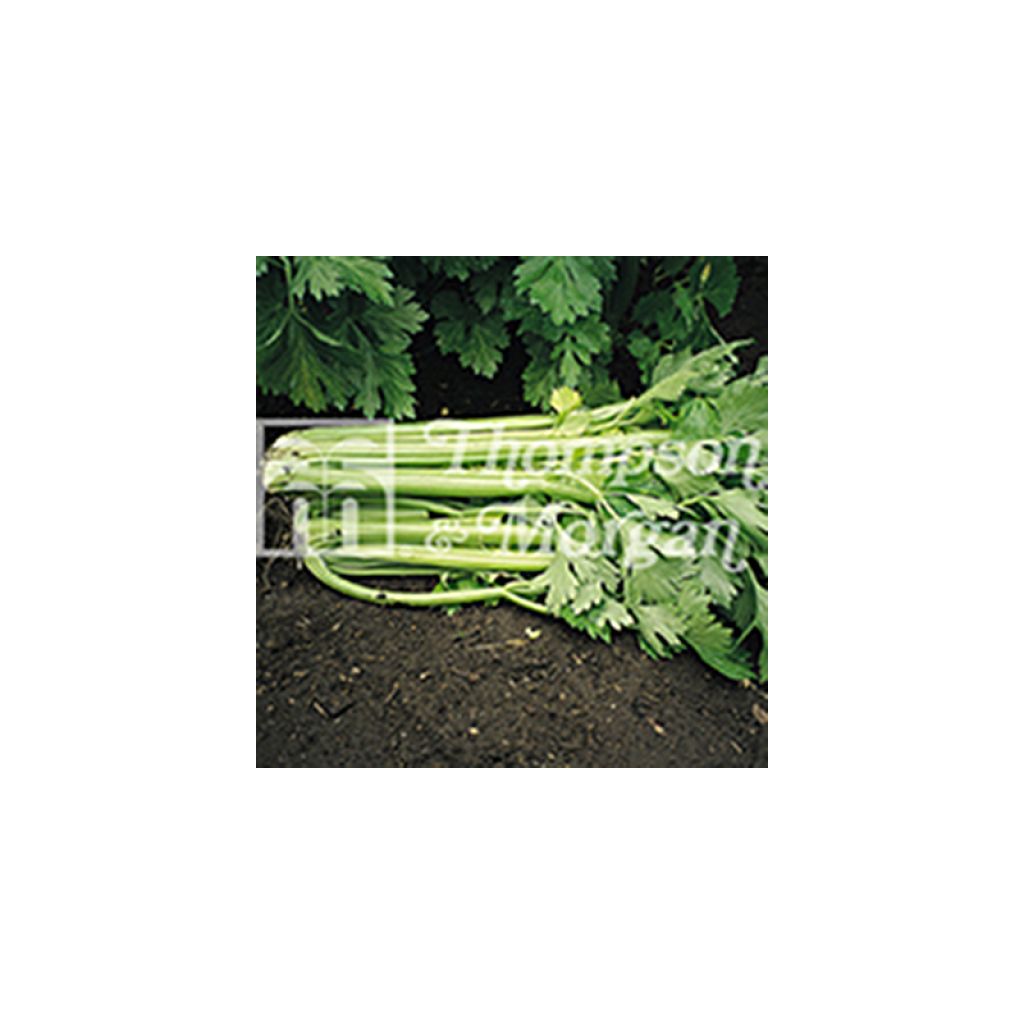 Céleri Tango F1 - Apium graveolens