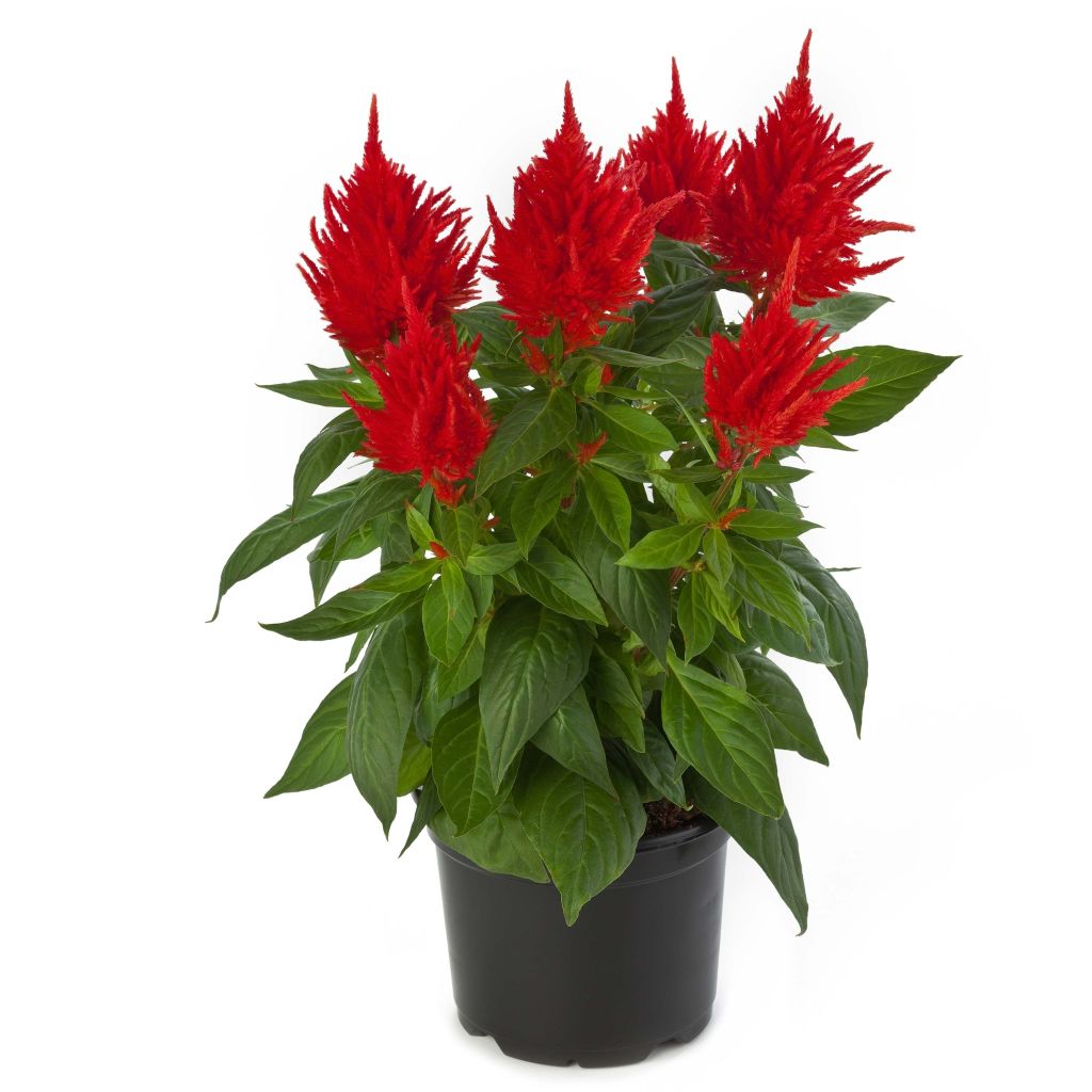 Pluimamarant Kelos Fire Oranje in plantgoed - Celosia argentea