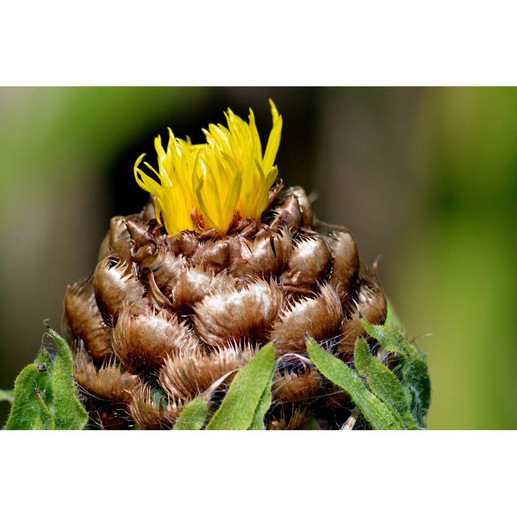 Centaurea macrocephala - Gele korenbloem