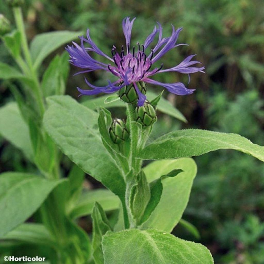 Centaurea montana - Bergkorenbloem