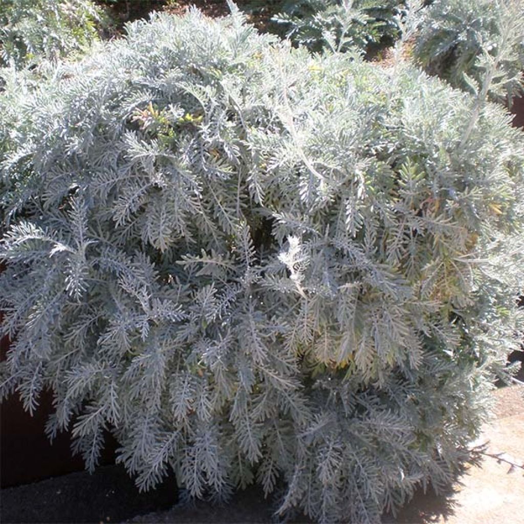 Centaurea pulcherrima - Centaurie