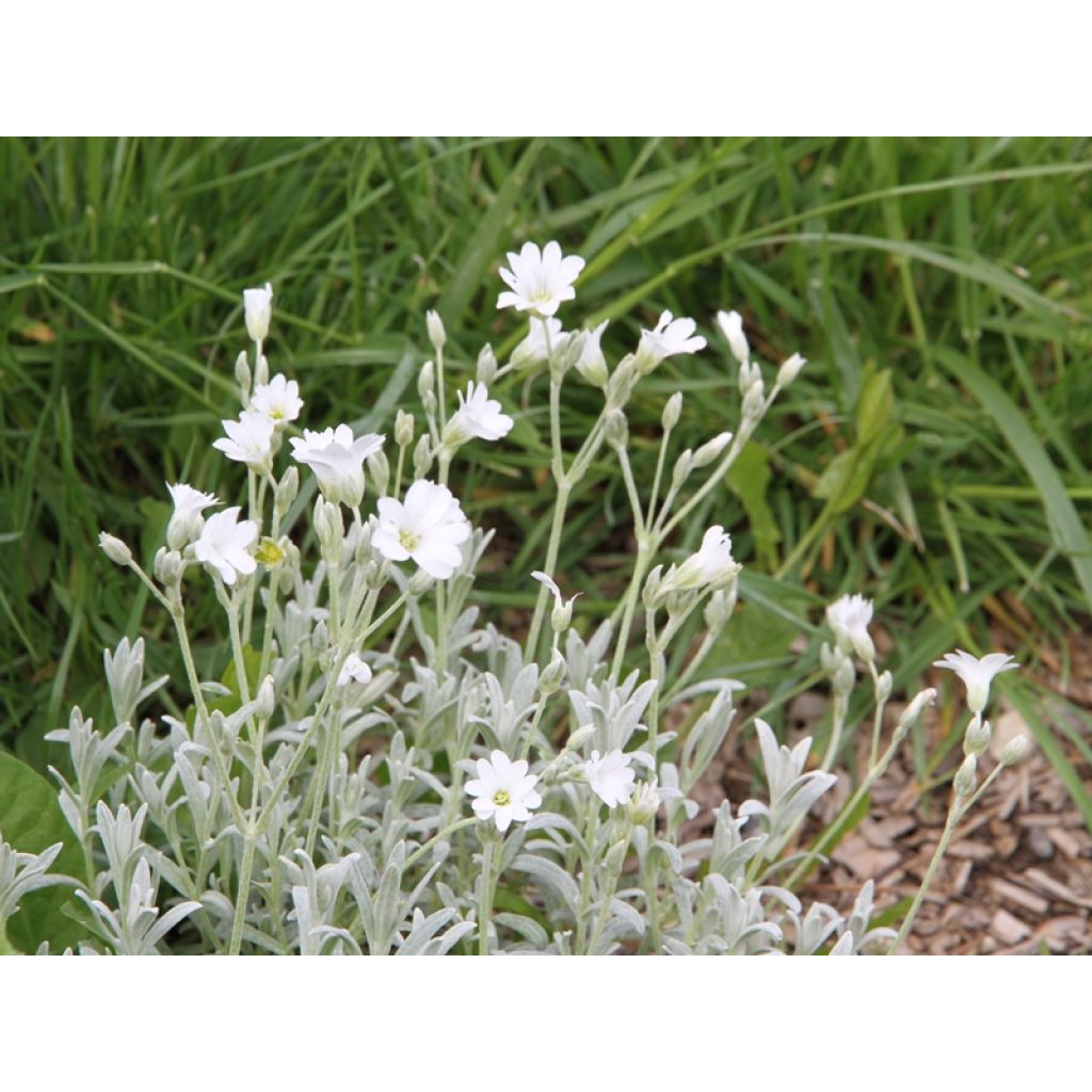 Cerastium tomentosum Yo Yo - Viltige hoornbloem
