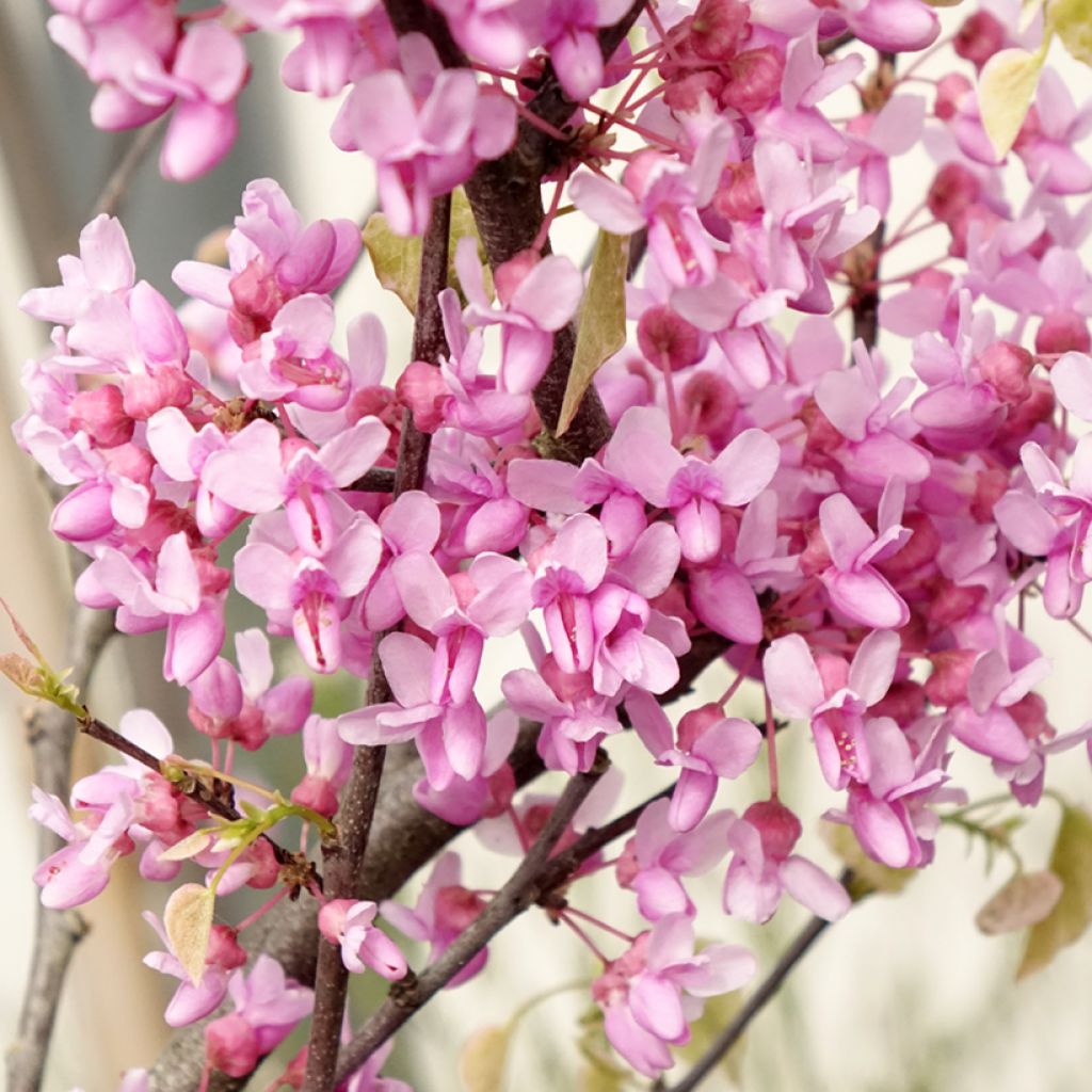 Cercis canadensis Alley Cat - Amerikaanse Judasboom