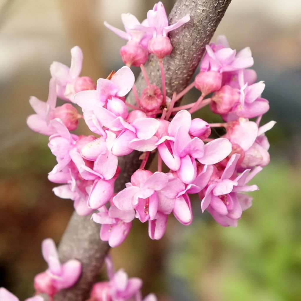 Cercis canadensis Alley Cat - Amerikaanse Judasboom