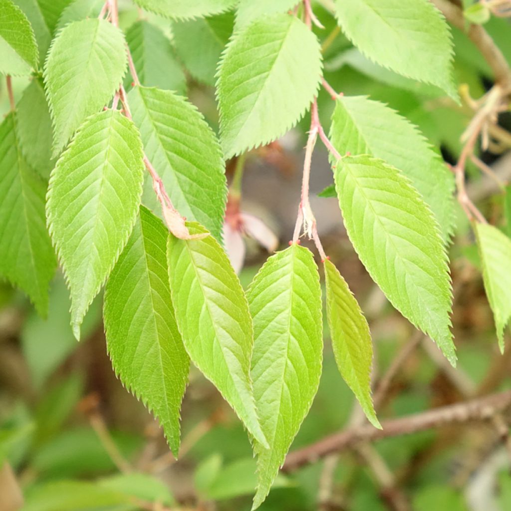Prunus subhirtella Autumnalis Rosea - Winterbloeiende kers