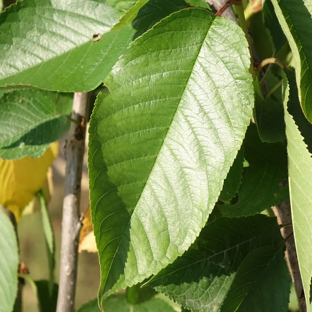 Zoete kers Délice de Malicorne Georges Delbard