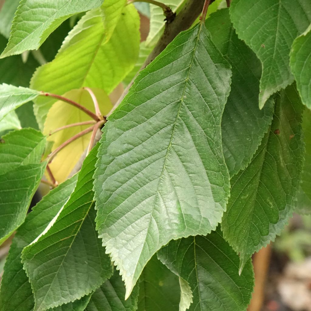 Zoete kers Bigarreau Moreau