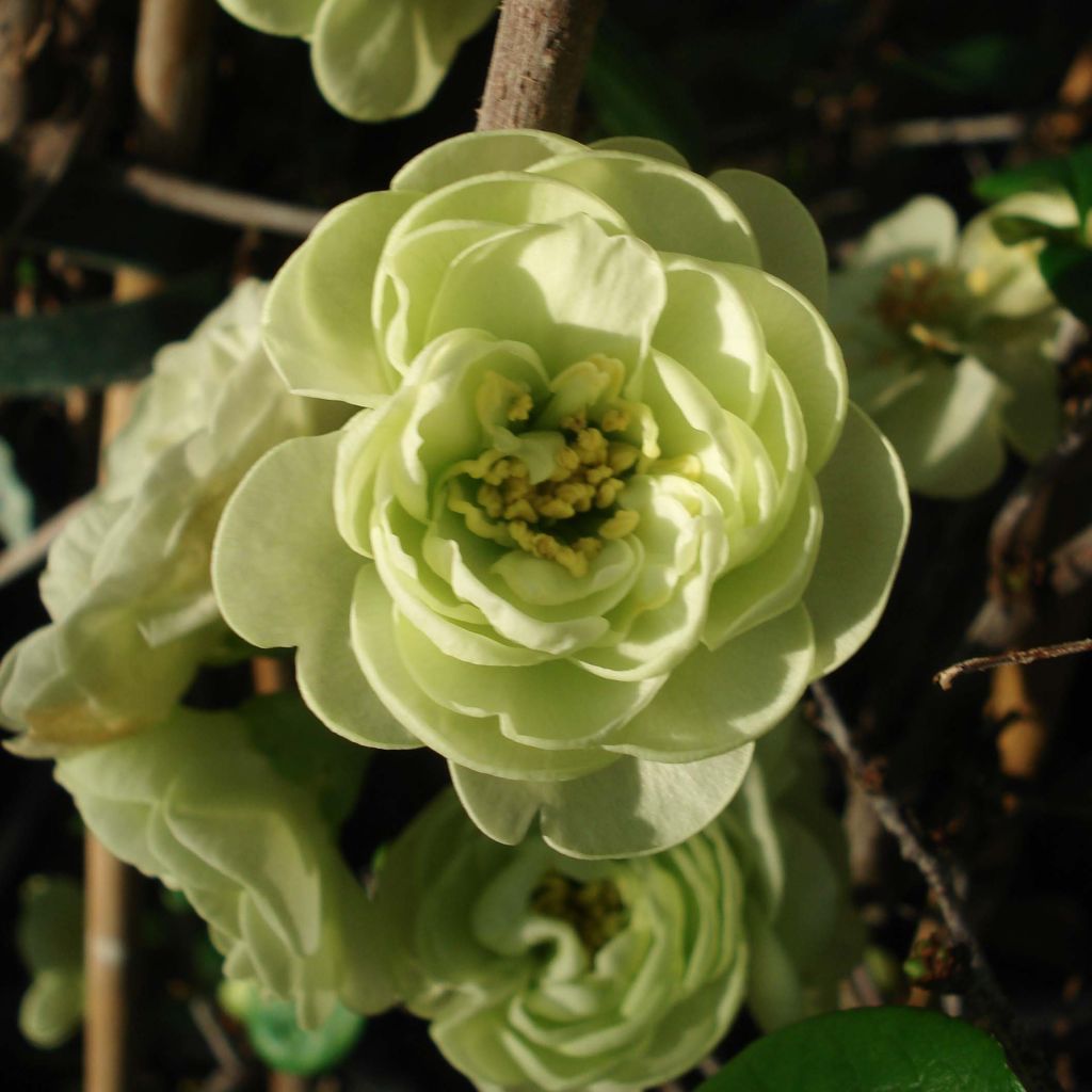 Chaenomeles speciosa Kinshiden - Chinese sierkwee