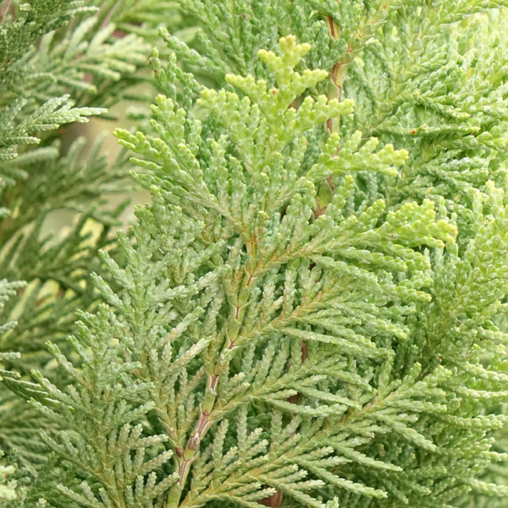 Chamaecyparis lawsoniana Alumigold - Californische cipres