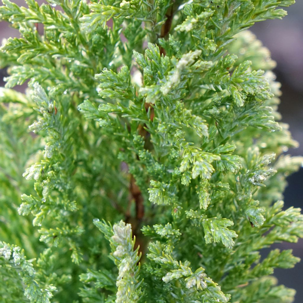 Chamaecyparis lawsoniana Ellwoods Gold - Californische cipres