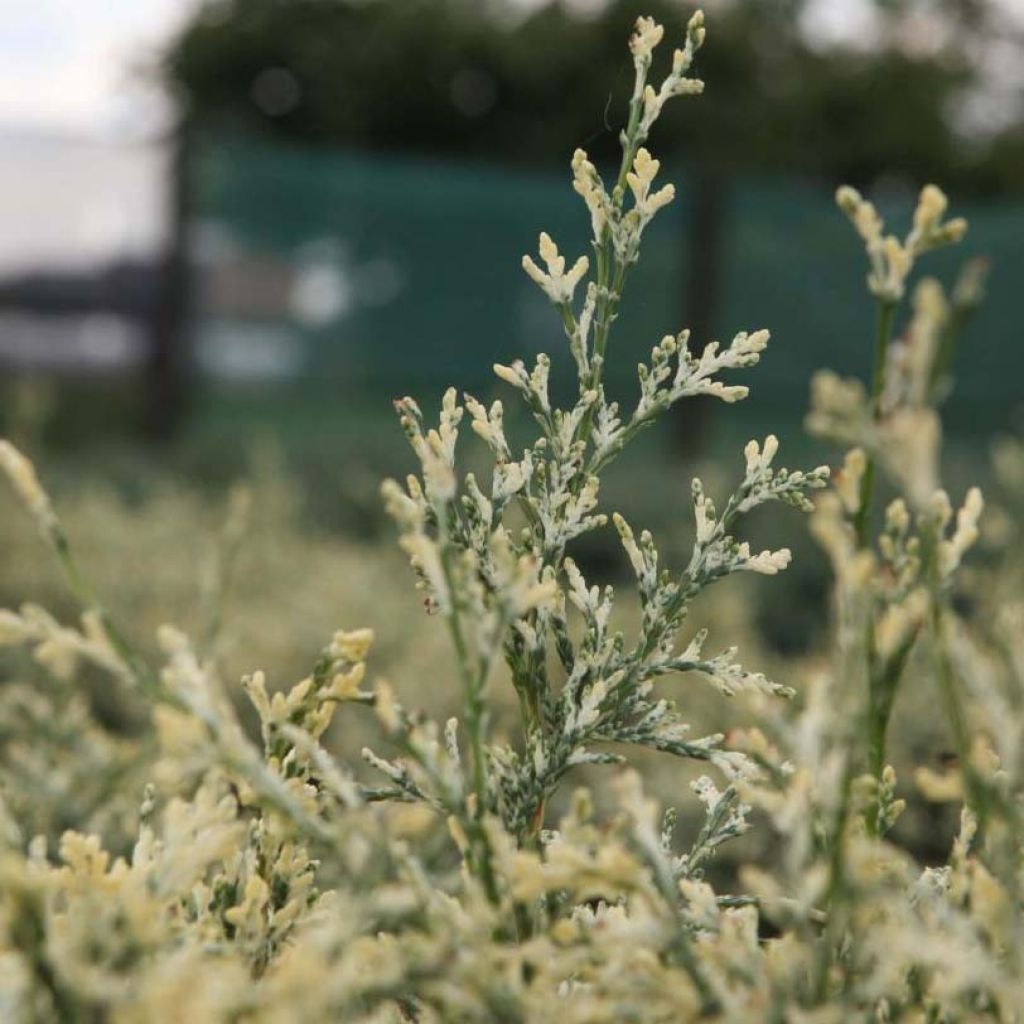 Chamaecyparis lawsoniana Pearly Swirls - Californische cipres