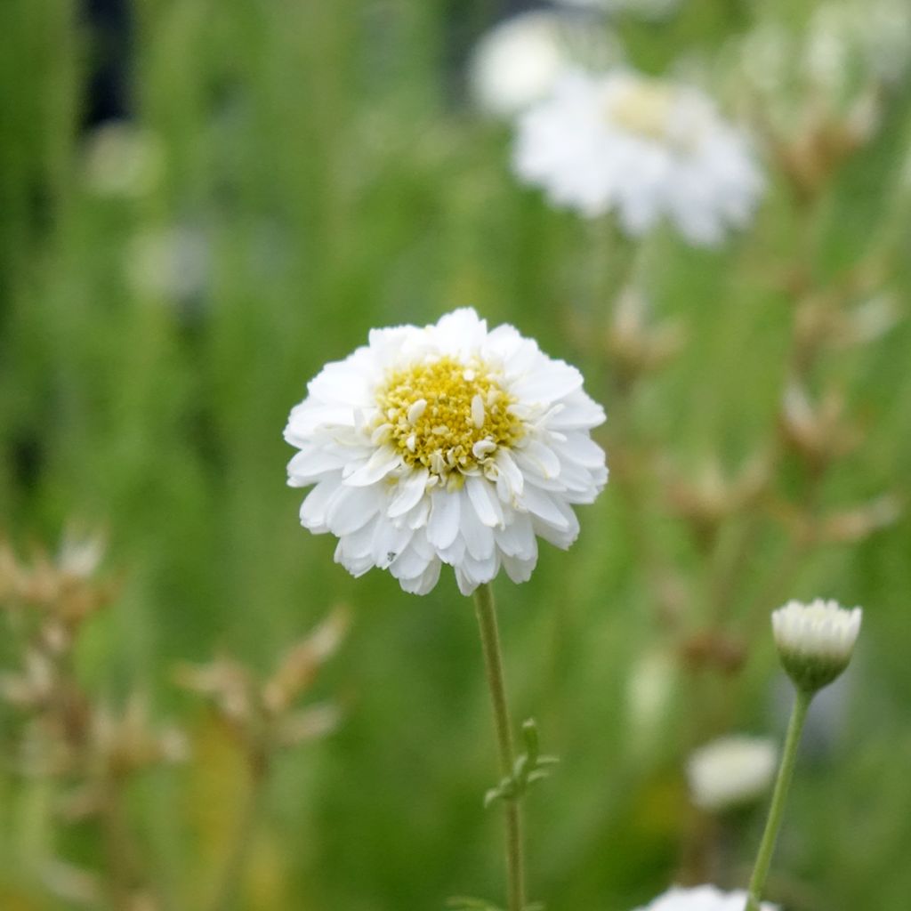 Chamaemelum nobile Flore Pleno - Roomse kamille