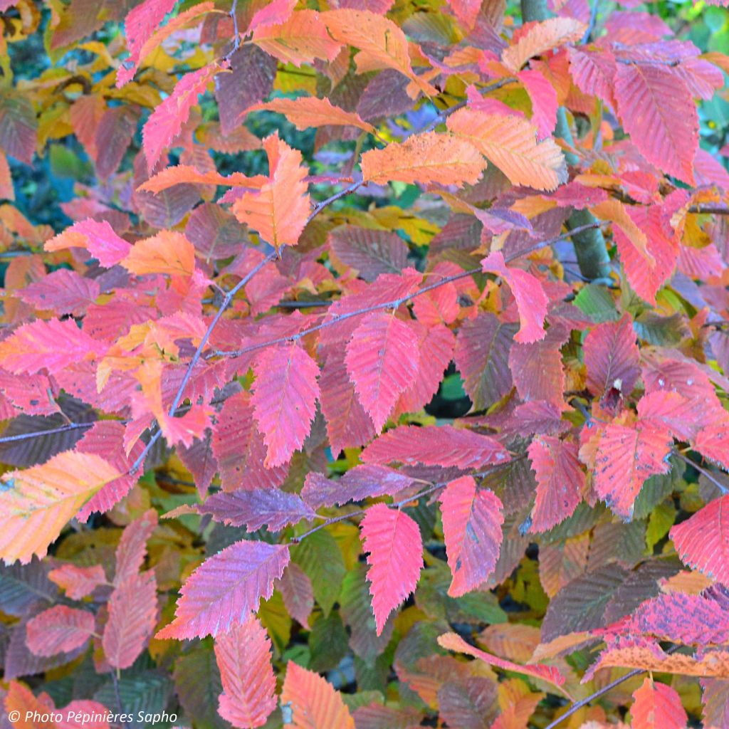 Carpinus betulus Rockhampton Red - Haagbeuk