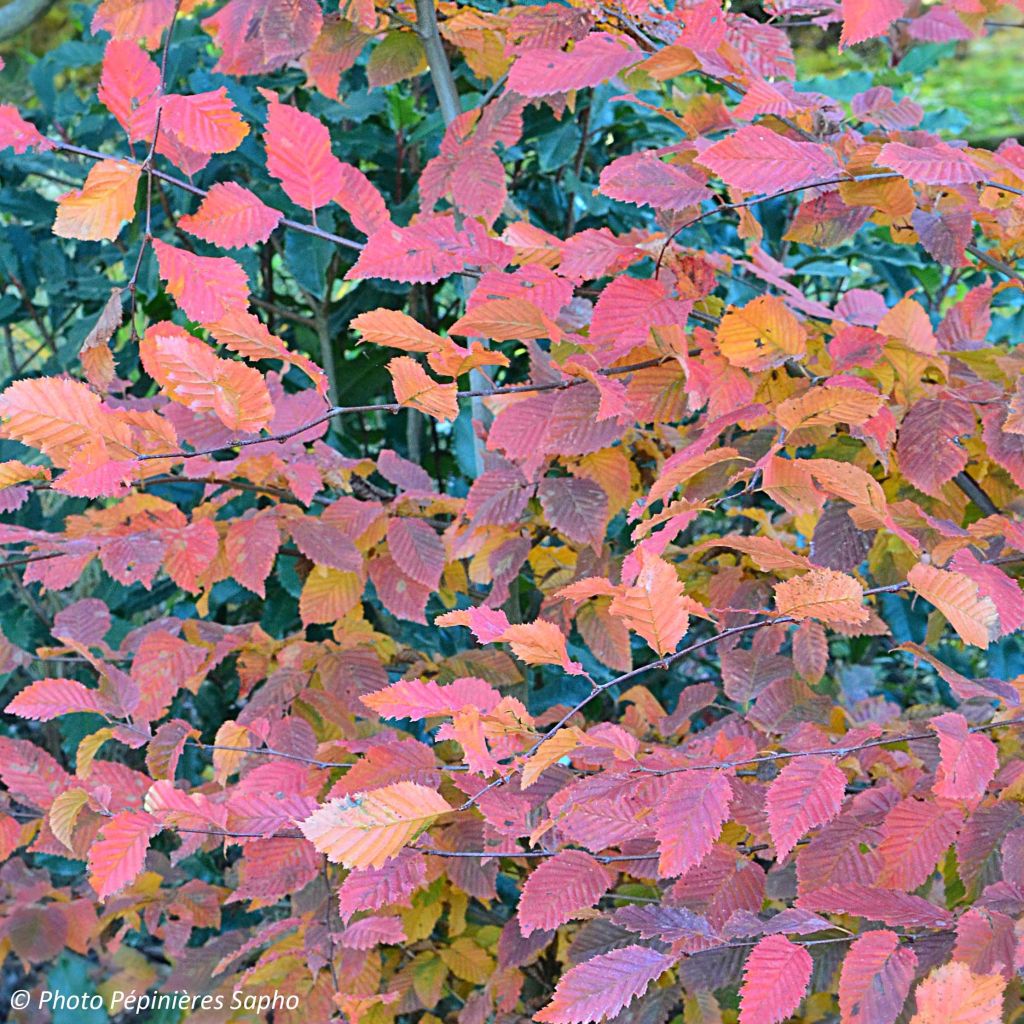 Carpinus betulus Rockhampton Red - Haagbeuk