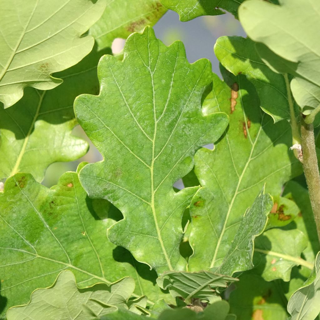 Quercus Monument - Zomereik