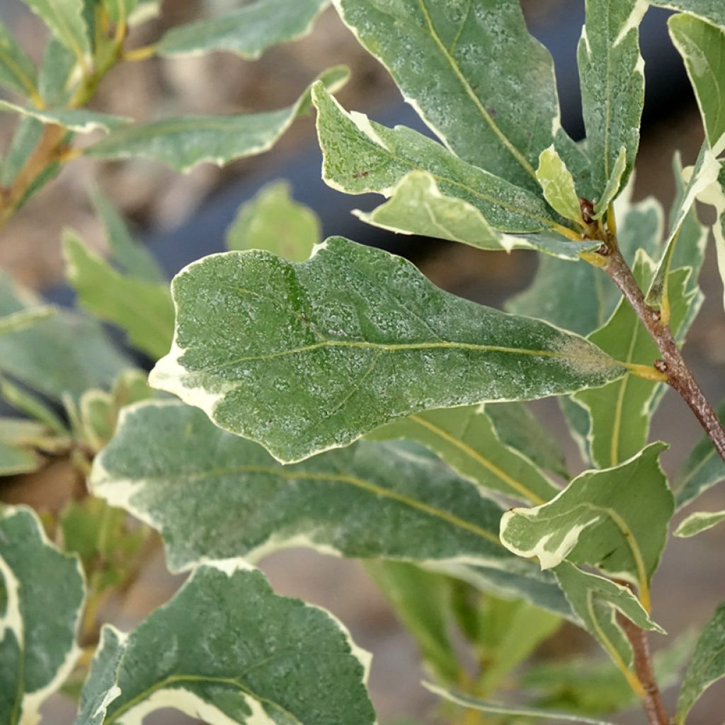 Quercus robur Argenteomarginata - Zomereik