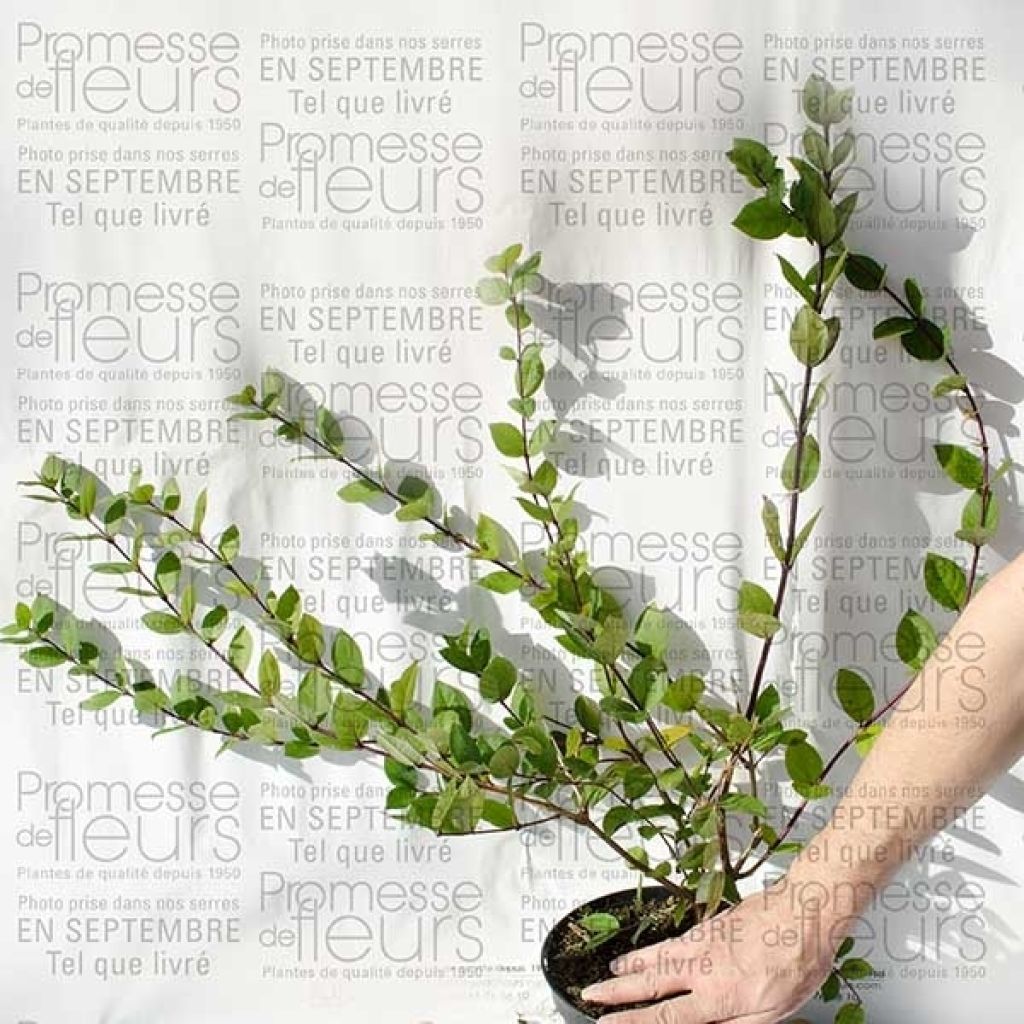 Lonicera fragrantissima - Winterkamperfoelie