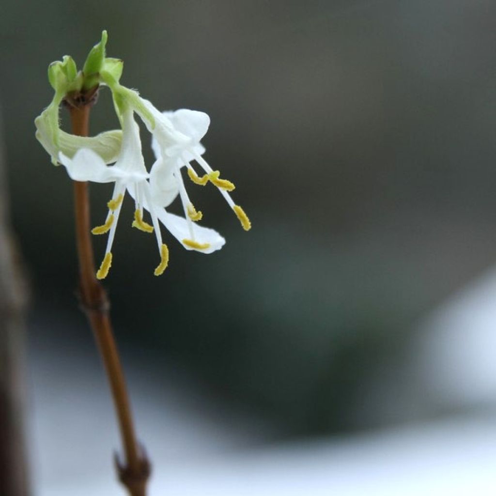 Lonicera fragrantissima - Winterkamperfoelie