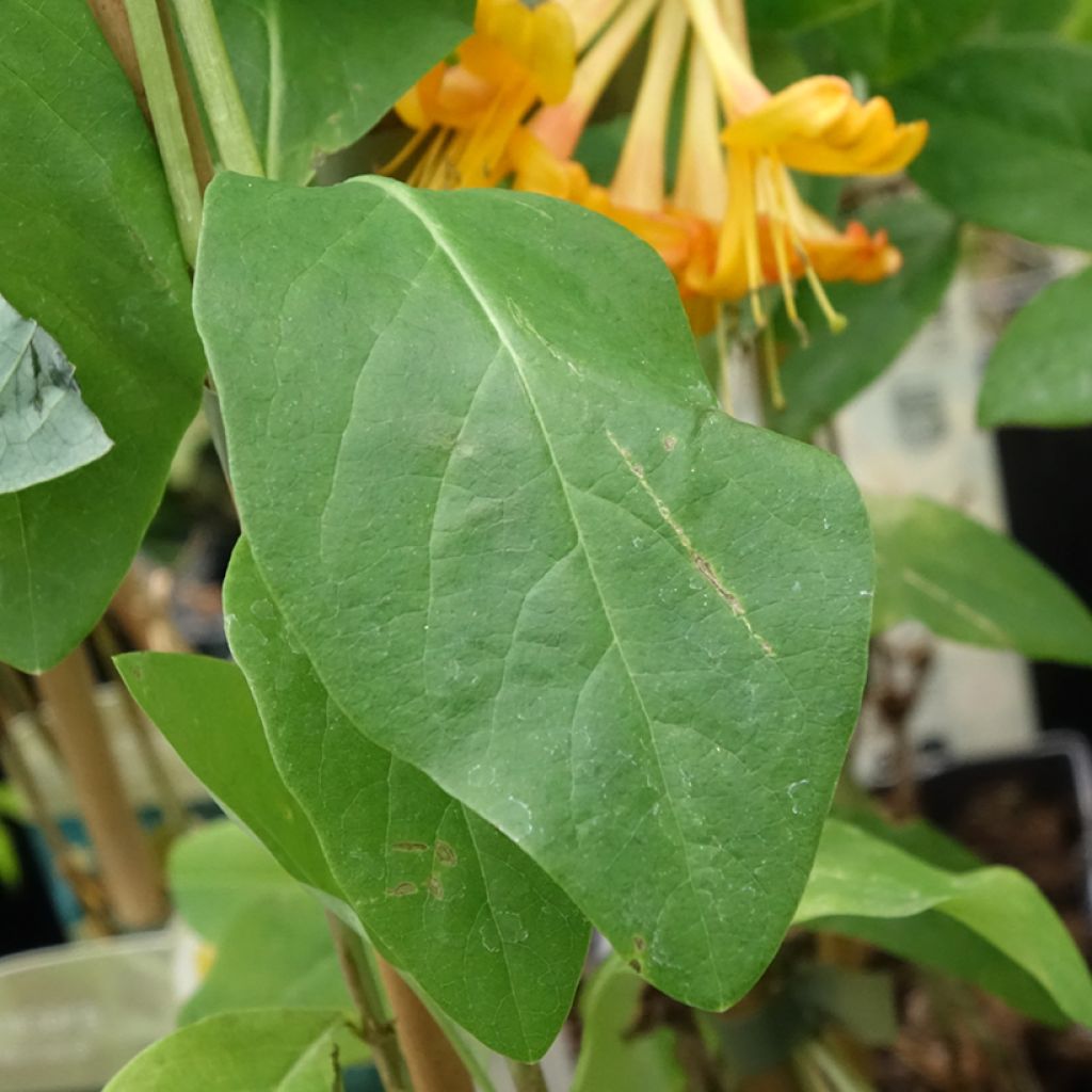 Lonicera tellmaniana - Kamperfoelie