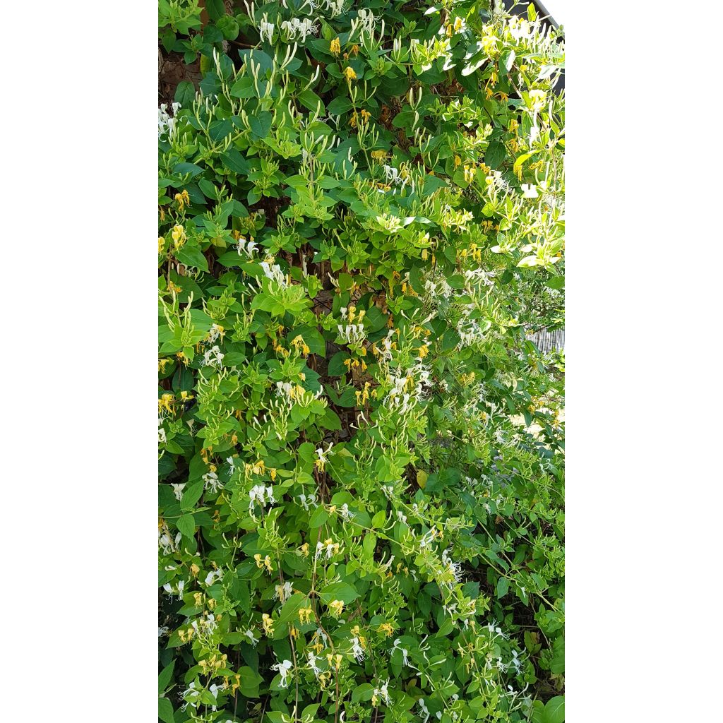 Lonicera japonica Hall's Prolific - Japanse kamperfoelie